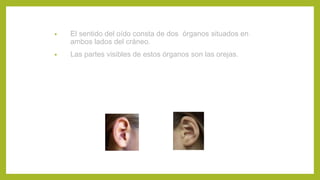 • El sentido del oído consta de dos órganos situados en
ambos lados del cráneo.
• Las partes visibles de estos órganos son las orejas.
 