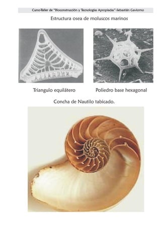 Estructura osea de moluscos marinos




Triangulo equilátero        Poliedro base hexagonal

         Concha de Nautilo tabicado.
 