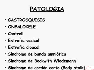 PATOLOGIA GASTROSQUISIS ONFALOCELE Cantrell Extrofia vesical Extrofia cloacal Síndrome de banda amniótica Síndrome de Beckwith Wiedemann Síndrome de cordón corto (Body stalk) 