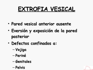 EXTROFIA VESICAL Pared vesical anterior ausente Eversión y exposición de la pared posterior Defectos confinados a: Vejiga Periné  Genitales Pelvis 