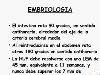 EMBRIOLOGIA El intestino rota 90 grados, en sentido antihorario, alrededor del eje de la arteria cerebral media Al reintroducirse en el abdomen rota otros 180 grados en sentido antihorario La HUF debe resolverse con una LEM de 45 mm, equivalente a 11 semanas, y nunca debe superar los 7 mm de diámetro máximo 