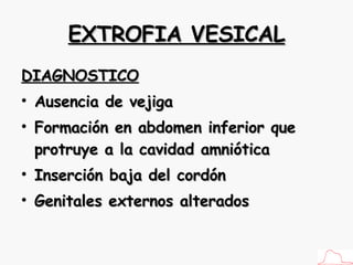 EXTROFIA VESICAL DIAGNOSTICO Ausencia de vejiga Formación en abdomen inferior que protruye a la cavidad amniótica Inserción baja del cordón Genitales externos alterados 