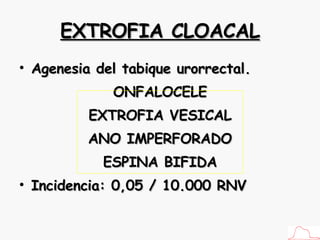 EXTROFIA CLOACAL Agenesia del tabique urorrectal. ONFALOCELE EXTROFIA VESICAL ANO IMPERFORADO ESPINA BIFIDA Incidencia: 0,05 / 10.000 RNV 
