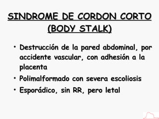 SINDROME DE CORDON CORTO (BODY STALK) Destrucción de la pared abdominal, por accidente vascular, con adhesión a la placenta Polimalformado con severa escoliosis Esporádico, sin RR, pero letal 