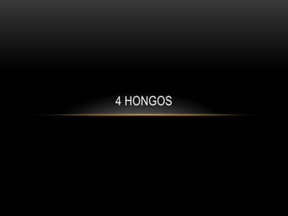 4 HONGOS
 