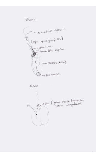 Apuntes examen testiculo