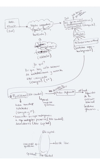 Apuntes examen testiculo