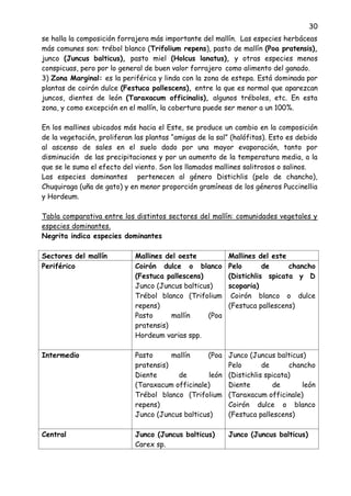30
se halla la composición forrajera más importante del mallín. Las especies herbáceas
más comunes son: trébol blanco (Trifolium repens), pasto de mallín (Poa pratensis),
junco (Juncus balticus), pasto miel (Holcus lanatus), y otras especies menos
conspicuas, pero por lo general de buen valor forrajero como alimento del ganado.
3) Zona Marginal: es la periférica y linda con la zona de estepa. Está dominada por
plantas de coirón dulce (Festuca pallescens), entre la que es normal que aparezcan
juncos, dientes de león (Taraxacum officinalis), algunos tréboles, etc. En esta
zona, y como excepción en el mallín, la cobertura puede ser menor a un 100%.
En los mallines ubicados más hacia el Este, se produce un cambio en la composición
de la vegetación, proliferan las plantas “amigas de la sal” (halófitas). Esto es debido
al ascenso de sales en el suelo dado por una mayor evaporación, tanto por
disminución de las precipitaciones y por un aumento de la temperatura media, a la
que se le suma el efecto del viento. Son los llamados mallines salitrosos o salinos.
Las especies dominantes pertenecen al género Distichlis (pelo de chancho),
Chuquiraga (uña de gato) y en menor proporción gramíneas de los géneros Puccinellia
y Hordeum.
Tabla comparativa entre los distintos sectores del mallín: comunidades vegetales y
especies dominantes.
Negrita indica especies dominantes
Sectores del mallín Mallines del oeste Mallines del este
Periférico Coirón dulce o blanco
(Festuca pallescens)
Junco (Juncus balticus)
Trébol blanco (Trifolium
repens)
Pasto mallín (Poa
pratensis)
Hordeum varias spp.
Pelo de chancho
(Distichlis spicata y D
scoparia)
Coirón blanco o dulce
(Festuca pallescens)
Intermedio Pasto mallín (Poa
pratensis)
Diente de león
(Taraxacum officinale)
Trébol blanco (Trifolium
repens)
Junco (Juncus balticus)
Junco (Juncus balticus)
Pelo de chancho
(Distichlis spicata)
Diente de león
(Taraxacum officinale)
Coirón dulce o blanco
(Festuca pallescens)
Central Junco (Juncus balticus)
Carex sp.
Junco (Juncus balticus)
 