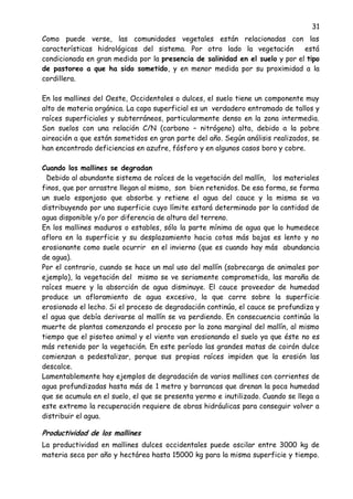 31
Como puede verse, las comunidades vegetales están relacionadas con las
características hidrológicas del sistema. Por otro lado la vegetación está
condicionada en gran medida por la presencia de salinidad en el suelo y por el tipo
de pastoreo a que ha sido sometido, y en menor medida por su proximidad a la
cordillera.
En los mallines del Oeste, Occidentales o dulces, el suelo tiene un componente muy
alto de materia orgánica. La capa superficial es un verdadero entramado de tallos y
raíces superficiales y subterráneos, particularmente denso en la zona intermedia.
Son suelos con una relación C/N (carbono – nitrógeno) alta, debido a la pobre
aireación a que están sometidos en gran parte del año. Según análisis realizados, se
han encontrado deficiencias en azufre, fósforo y en algunos casos boro y cobre.
Cuando los mallines se degradan
Debido al abundante sistema de raíces de la vegetación del mallín, los materiales
finos, que por arrastre llegan al mismo, son bien retenidos. De esa forma, se forma
un suelo esponjoso que absorbe y retiene el agua del cauce y la misma se va
distribuyendo por una superficie cuyo límite estará determinado por la cantidad de
agua disponible y/o por diferencia de altura del terreno.
En los mallines maduros o estables, sólo la parte mínima de agua que lo humedece
aflora en la superficie y su desplazamiento hacia cotas más bajas es lento y no
erosionante como suele ocurrir en el invierno (que es cuando hay más abundancia
de agua).
Por el contrario, cuando se hace un mal uso del mallín (sobrecarga de animales por
ejemplo), la vegetación del mismo se ve seriamente comprometida, las maraña de
raíces muere y la absorción de agua disminuye. El cauce proveedor de humedad
produce un afloramiento de agua excesivo, la que corre sobre la superficie
erosionado el lecho. Si el proceso de degradación continúa, el cauce se profundiza y
el agua que debía derivarse al mallín se va perdiendo. En consecuencia continúa la
muerte de plantas comenzando el proceso por la zona marginal del mallín, al mismo
tiempo que el pisoteo animal y el viento van erosionando el suelo ya que éste no es
más retenido por la vegetación. En este período las grandes matas de coirón dulce
comienzan a pedestalizar, porque sus propias raíces impiden que la erosión las
descalce.
Lamentablemente hay ejemplos de degradación de varios mallines con corrientes de
agua profundizadas hasta más de 1 metro y barrancas que drenan la poca humedad
que se acumula en el suelo, el que se presenta yermo e inutilizado. Cuando se llega a
este extremo la recuperación requiere de obras hidráulicas para conseguir volver a
distribuir el agua.
Productividad de los mallines
La productividad en mallines dulces occidentales puede oscilar entre 3000 kg de
materia seca por año y hectárea hasta 15000 kg para la misma superficie y tiempo.
 
