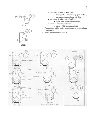 3


      • en forma de ATP ou ADP, GTP
              • Transportan enerxía e grupos fosfato,
                 que desprende mediante hidrólise
      • en forma de AMP cíclico (AMPc)
              • actúa como segundo mensaxeiro.
      • unidos a outros nucleótidos
              • actúa o AMP como coenzimas
• Formando os ácidos nucleicos unidos entre si por enlaces
  fosfodiéster.
• Enlace fosfodiéster 5´----> 3´
 