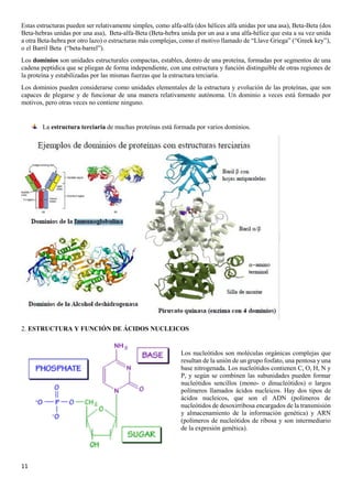 11
Estas estructuras pueden ser relativamente simples, como alfa-alfa (dos hélices alfa unidas por una asa), Beta-Beta (dos
Beta-hebras unidas por una asa), Beta-alfa-Beta (Beta-hebra unida por un asa a una alfa-hélice que esta a su vez unida
a otra Beta-hebra por otro lazo) o estructuras más complejas, como el motivo llamado de “Llave Griega” (“Greek key”),
o el Barril Beta (“beta-barrel”).
Los dominios son unidades estructurales compactas, estables, dentro de una proteína, formadas por segmentos de una
cadena peptídica que se pliegan de forma independiente, con una estructura y función distinguible de otras regiones de
la proteína y estabilizadas por las mismas fuerzas que la estructura terciaria.
Los dominios pueden considerarse como unidades elementales de la estructura y evolución de las proteínas, que son
capaces de plegarse y de funcionar de una manera relativamente autónoma. Un dominio a veces está formado por
motivos, pero otras veces no contiene ninguno.
La estructura terciaria de muchas proteínas está formada por varios dominios.
2. ESTRUCTURA Y FUNCIÓN DE ÁCIDOS NUCLEICOS
Los nucleótidos son moléculas orgánicas complejas que
resultan de la unión de un grupo fosfato, una pentosa y una
base nitrogenada. Los nucleótidos contienen C, O, H, N y
P, y según se combinen las subunidades pueden formar
nucleótidos sencillos (mono- o dinucleótidos) o largos
polímeros llamados ácidos nucleicos. Hay dos tipos de
ácidos nucleicos, que son el ADN (polímeros de
nucleótidos de desoxirribosa encargados de la transmisión
y almacenamiento de la información genética) y ARN
(polímeros de nucleótidos de ribosa y son intermediario
de la expresión genética).
 