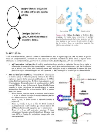 13
2.1. TIPOS DE RNA
El ARN es monocatenario, una sola cadena de ribonucleótidos, pero en algunos tipos de ARN hay zonas en que las
bases son complementarias, formando en esas zonas una estructura secundaria de doble hélice y dejando zonas
intermedias no complementarias, que reciben el nombre de bucles. Los tres tipos de ARN más importantes son:
• ARN mensajero (ARNm)→Es el modelo para la síntesis de proteína o traducción Su función es copiar la
información genética del ADN (transcripción) y existe un ARN mensajero distinto para cada tipo de proteína
que se produce en la célula, pues cada molécula de ARN mensajero recoge la información de un solo gen, y en
general incluye la información para una única proteína. El ARN mensajero es el único que su cadena es lineal.
• ARN de transferencia (ARNt)→ transporta los aminoácidos
en forma activa al ribosoma para la formación de enlaces
peptídicos a partir de la secuencia codificada por el ARNm
molde. Existe al menos un tipo de ARNt para cada uno de los
20 aminoácidos. Durante la síntesis de proteínas, tanto el ARNt
como el ARNm se unen al ribosoma de forma definida, lo que
garantiza el orden correcto de los aminoácidos en la cadena
polipeptídica sintetizada. En la estructura del ARNt se pueden
observar 4 brazos:
- Brazo aceptor_ contiene los de la molécula, en el extremo
3´ se une al aminoácido especifico que transporta, por el -
OH del nucleótido de A final.
- Brazo T_ azul, es donde se une al ribosoma durante la
traducción.
- Brazo D_ violeta, en la, es la zona por donde se une al
enzima aminoacil- ARNt sintetasa, que cataliza la unión del
ARNt con el aminoácido especifico que va a transportar.
Brazo A o brazo del anticodón_ contiene 3 bases
nitrogenadas llamadas anticodón (triplete), diferente para
cada ARNt en función del aminoácido transportado, y es
complementario
 