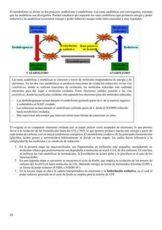 21
El metabolismo se divide en dos procesos: anabolismo y catabolismo. Las rutas catabólicas son convergentes, mientras
que las anabólicas son divergentes. Pueden estudiarse por separado las rutas catabólicas (que producen energía y poder
reductor) y las anabólicas (consumen energía y poder reductor) aunque están interconectadas y muy reguladas.
El oxígeno es un compuesto altamente oxidante que se puede utilizar como aceptador de electrones, lo que permite
llevar a la oxidación de las biomoléculas hasta dar CO2 y H2O, lo que permite producir mucha más energía a partir de
cada átomo de carbono, con un mayor rendimiento energético. El metabolismo oxidativo de las principales biomoléculas
(glúcidos, ácidos grasos y aminoácidos) habitualmente se divide en tres etapas, los cuales hacen referencia a la
complejidad de las moléculas y su estado do de reducción:
1. En la primera etapa las macromoléculas son fragmentadas en moléculas más pequeñas, normalmente en
moléculas sillares que posteriormente son degradadas a moléculas de acetil- CoA, de dos carbonos. En esta fase
se incluyen las vías catabólicas de aminoácidos, la β-oxidación de ácidos graso y la glucólisis en el caso de los
monosacáridos.
2. En una segunda etapa se encuentra se encuentra el ciclo de Krebs, que implica la oxidación de los átomos de
carbono del Acetil CoA hasta moléculas de CO2, liberando energía en forma de nucleótidos trifosfato (GTP) y
en forma de poder reductor (FADH2 y NADH+H+
).
3. En la tercera etapa se ubica la cadena transportadora de electrones y la fosforilación oxidativa, en el cual el
poder reductor generado en el ciclo de Krebs se emplea para la síntesis de ATP.
Las rutas catabólicas y anabólicas se conectan a través de moléculas trasportadoras de energía y de
electrones. En las dos vías metabólicas se producen reacciones de oxidación-reducción: en las vías
catabólicas, donde se realizan reacciones de oxidación, las moléculas reducidas irán cediendo
electrones para dar lugar a moléculas oxidadas. Estos electrones cedidos pasarán a las vías
anabólicas, donde las moléculas oxidadas irán captando los electrones para dar moléculas reducidas.
- Las deshidrogenasas actúan durante el catabolismo quitando pares de e- de la materia orgánica
y cediéndolos al NAD+
oxidado.
- Las reductasas actúan durante el anabolismo cediendo pares de e-
desde el NADPH reducido
hasta metabolitos oxidados.
- Hay reacciones adicionales que interconvierten unas formas de coenzimas en otras.
 