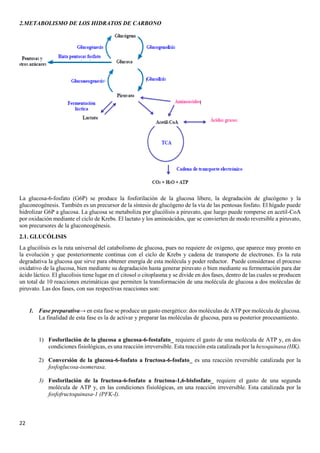 22
2.METABOLISMO DE LOS HIDRATOS DE CARBONO
La glucosa-6-fosfato (G6P) se produce la fosforilación de la glucosa libere, la degradación de glucógeno y la
gluconeogénesis. También es un precursor de la síntesis de glucógeno de la vía de las pentosas fosfato. El hígado puede
hidrolizar G6P a glucosa. La glucosa se metaboliza por glucólisis a piruvato, que luego puede romperse en acetil-CoA
por oxidación mediante el ciclo de Krebs. El lactato y los aminoácidos, que se convierten de modo reversible a piruvato,
son precursores de la gluconeogénesis.
2.1. GLUCÓLISIS
La glucólisis es la ruta universal del catabolismo de glucosa, pues no requiere de oxígeno, que aparece muy pronto en
la evolución y que posteriormente continua con el ciclo de Krebs y cadena de transporte de electrones. Es la ruta
degradativa la glucosa que sirve para obtener energía de esta molécula y poder reductor. Puede considerase el proceso
oxidativo de la glucosa, bien mediante su degradación hasta generar piruvato o bien mediante su fermentación para dar
ácido láctico. El glucolisis tiene lugar en el citosol o citoplasma y se divide en dos fases, dentro de las cuales se producen
un total de 10 reacciones enzimáticas que permiten la transformación de una molécula de glucosa a dos moléculas de
piruvato. Las dos fases, con sus respectivas reacciones son:
1. Fase preparativa→ en esta fase se produce un gasto energético: dos moléculas de ATP por molécula de glucosa.
La finalidad de esta fase es la de activar y preparar las moléculas de glucosa, para su posterior procesamiento.
1) Fosforilación de la glucosa a glucosa-6-fostafato_ requiere el gasto de una molécula de ATP y, en dos
condiciones fisiológicas, es una reacción irreversible. Esta reacción esta catalizada por la hexoquinasa (HK).
2) Conversión de la glucosa-6-fosfato a fructosa-6-fosfato_ es una reacción reversible catalizada por la
fosfoglucosa-isomerasa.
3) Fosforilación de la fructosa-6-fosfato a fructosa-1,6-bisfosfato_ requiere el gasto de una segunda
molécula de ATP y, en las condiciones fisiológicas, en una reacción irreversible. Esta catalizada por la
fosfofructoquinasa-1 (PFK-I).
 
