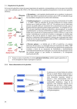 24
2.1.1. Regulación de la glucólisis
En la ruta de la glucólisis existen tres pasos importantes de regulación, correspondientes con los tres pasos irreversibles
y que están catalizados por HK, PFK-I y PK. Estás enzimas están reguladas principalmente a través de una regulación
alostérica.
• Hexoquinasa→ está regulada alostéricamente por su producto, la glucosa-6-
fosfato (que inhibe la actuación de la enzima) y por el ATP, un indicador de que
las necesidades energéticas de la célula están satisfechas.
• Fosfofructoquinasa-1→ es activada por la fructosa-2,6-bisfosfato (F-2,6-BP)
y el AMP o ADP (un indicador de una baja producción de energía celular)
mientras que se inhibe por citrato, ATP y H+
. Los portones son un control para
prevenir un posible daño por incremento de la concentración de ácido, pues el
producto final de la glucólisis puede originar ácido láctico. En el hígado la F-2,6-
BP es de gran importancia dado que la glucólisis y gluconeogénesis no suceden
simultáneamente. La fructosa-2,6-bisfosfato se produce, a partir de la fructosa-6
fosfato, por la acción de la Fosfofructoquinasa-2(PFK-2/FBPasa-2), que es una
enzima controlada por la acción de la insulina y el glucagón. La insulina (que
indica un alto nivel de glucosa en sangre) activa la PFK-2, favoreciendo la
glucólisis e inhibiendo la gluconeogénesis, mientras que el glucagón (que indica
un bajo de nivel de glucosa sanguíneo) inhibe la PFK-2, inhibiendo la glucolisis
y favoreciendo la gluconeogénesis.
• Piruvato quinasa→ es inhibida por el ATP, el acetil-Coa o la alanina
(precursor del piruvato) y es estimulada tanto por la presencia de AMP o ADP
como de fructosa-1,6-bisfosfato. La PK presenta una regulación por modificación
covalente a través de un mecanismo de fosforilación y desfosforilación
controlado hormonalmente por el glucagón. Los niveles altos de glucagón activan
una proteína quinasa A, que produce la fosforilación y la consiguiente
inactivación de la PK
2.1.3. Rutas alimentadoras de la glucólisis
La glucosa no es el único hidrato de carbono
del que se puede obtener energía porque a
través de la dieta también podemos ingerir
otros disacáridos (sacarosa, maltosa y
lactosa) y otros monosacáridos como la
fructosa que, junto con la glucosa, son
combustibles metabólicos. Luego de la
digestión, estas moléculas ingresan en la
circulación que los lleva a varios tejidos.
Luego se convierten en intermediarios que
se pueden metabolizar en la vía glucolítica y
en la gluconeogénica.
➢ Aunque es ajena a la glucólisis, la enzima glucógeno fosforilasa, también regula la glucólisis al
ser la encargada de romper el glucógeno en glucosa
 
