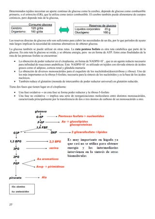 27
Determinados tejidos necesitan un aporte continuo de glucosa como la cerebro, depende de glucosa como combustible
primario, o el eritrocito (GR), que la utiliza como único combustible. El cerebro también puede alimentarse de cuerpos
cetónicos, pero depende más de la glucosa,
Las reservas directas de glucosa solo son suficientes para cubrir las necesidades de un día, por lo que periodos de ayuno
más largos implican la necesidad de sistemas alternativos de obtener glucosa.
La glucosa también se puede utilizar en otras rutas. La ruta pentosa fosfato es otra ruta catabólica que parte de la
glucosa. En esta ruta la glucosa se oxida, y se obtiene energía, pero no en forma de ATP. Entre estas finalidades de la
ruta de las pentosas fosfato se encuentran:
• La obtención de poder reductor en el citoplasma, en forma de NADPH+H+
, que es un agente reducto necesario
para infinidad de reacciones anabólicas. Este NADPH+H+
es utilizado en tejidos con elevada síntesis de ácidos
grasos como el adiposo, corteza renal y glándula mamaria
• La obtención de diversos monosacáridos para el esqueleto de los nucleótidos(desoxirribosa y ribosa). Uno de
los más importantes es la ribosa-5-fosfato, necesaria para la síntesis de los nucleótidos y es la base de los ácidos
nucleicos.
• También reduce el glutatión (moneda de intercambio de poder reductor universal) en glutatión reducido.
Tiene dos fases que tienen lugar en el citoplasma:
• Una fase oxidativa→ en esta fase se forma poder reductor y la ribosa-5-fosfato
• Una fase no oxidativa → implica una serie de reorganizaciones moleculares entre distintos monosacáridos,
caracterizada principalmente por la transferencia de dos o tres átomos de carbono de un monosacárido a otro.
Ala: alamina
Aa: aminoácidos
 