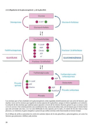 28
2.2.1.Regulacion de la gluconeogénesis y de la glucólisis
Las enzimas que se han estudiado en la gluconeogénesis están reguladas alostéricamente por una serie de factores, que
muchas veces son los mismos que regulan la enzima opuesta de la glucólisis, aunque el efecto regulador es el contrario.
La relación de dos enzimas que catalizan pasos opuestos a través de los mismos factores genera lo que se conoce como
ciclo de sustrato. Este sistema permite una coordinación muy precisa de ambas rutas, de tal manera que el mismo factor
que está activando una ruta, a su vez está inhibiendo la ruta opuesta; por lo tanto, el control de las dos rutas es muy
precisos y se minimiza el gasto energético a pesar de que ambas enzimas estén funcionando al mismo tiempo.
En el dibujo de arriba se presentan los ciclos de sustratos típicos de la ruta glucolítica y gluconeogénica, así como los
factores que potencian e inhiben cada enzima:
 