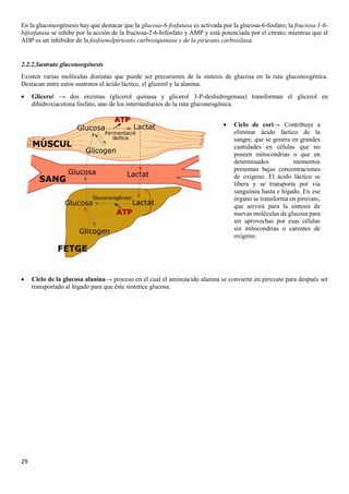 29
En la gluconeogénesis hay que destacar que la glucosa-6-fosfatasa es activada por la glucosa-6-fosfato; la fructosa 1-6-
bifosfatasa se inhibe por la acción de la fructosa-2-6-bifosfato y AMP y está potenciada por el citrato; mientras que el
ADP es un inhibidor de la fosfoenolpiruvato carboxiquinasa y de la piruvato carboxilasa.
2.2.2.Sustrato gluconeogénesis
Existen varias moléculas distintas que puede ser precursores de la síntesis de glucosa en la ruta gluconeogénica.
Destacan entre estos sustratos el ácido láctico, el glicerol y la alanina.
• Glicerol → dos enzimas (glicerol quinasa y glicerol 3-P-deshidrogenasa) transforman el glicerol en
dihidroxiacetona fosfato, uno de los intermediarios de la ruta gluconeogénica.
• Ciclo de la glucosa alanina→ proceso en el cual el aminoácido alanina se convierte en piruvato para después ser
transportado al hígado para que éste sintetice glucosa.
• Ciclo de cori→ Contribuye a
eliminar ácido láctico de la
sangre, que se genera en grandes
cantidades en células que no
poseen mitocondrias o que en
determinados momentos
presentan bajas concentraciones
de oxígeno. El ácido láctico se
libera y se transporta por vía
sanguínea hasta e hígado. En ese
órgano se transforma en piruvato,
que servirá para la síntesis de
nuevas moléculas de glucosa para
ser aprovechas por esas células
sin mitocondrias o carentes de
oxígeno.
 