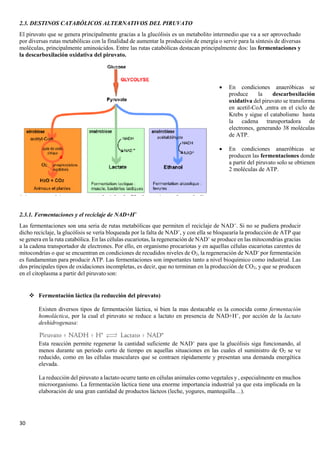 30
2.3. DESTINOS CATABÓLICOS ALTERNATIVOS DEL PIRUVATO
El piruvato que se genera principalmente gracias a la glucólisis es un metabolito intermedio que va a ser aprovechado
por diversas rutas metabólicas con la finalidad de aumentar la producción de energía o servir para la síntesis de diversas
moléculas, principalmente aminoácidos. Entre las rutas catabólicas destacan principalmente dos: las fermentaciones y
la descarboxilación oxidativa del piruvato.
2.3.1. Fermentaciones y el reciclaje de NAD+H+
Las fermentaciones son una seria de rutas metabólicas que permiten el reciclaje de NAD+
. Si no se pudiera producir
dicho reciclaje, la glucólisis se vería bloqueada por la falta de NAD+
, y con ella se bloquearía la producción de ATP que
se genera en la ruta catabólica. En las células eucariotas, la regeneración de NAD+
se produce en las mitocondrias gracias
a la cadena transportador de electrones. Por ello, en organismo procariotas y en aquellas células eucariotas carentes de
mitocondrias o que se encuentran en condiciones de recudidos niveles de O2, la regeneración de NAD+
por fermentación
es fundamentan para producir ATP. Las fermentaciones son importantes tanto a nivel bioquímico como industrial. Las
dos principales tipos de oxidaciones incompletas, es decir, que no terminan en la producción de CO2, y que se producen
en el citoplasma a partir del piruvato son:
❖ Fermentación láctica (la reducción del piruvato)
Existen diversos tipos de fermentación láctica, si bien la mas destacable es la conocida como fermentación
homoláctica, por la cual el piruvato se reduce a lactato en presencia de NAD+H+
, por acción de la lactato
deshidrogenasa:
Esta reacción permite regenerar la cantidad suficiente de NAD+
para que la glucólisis siga funcionando, al
menos durante un periodo corto de tiempo en aquellas situaciones en las cuales el suministro de O2 se ve
reducido, como en las células musculares que se contraen rápidamente y presentan una demanda energética
elevada.
La reducción del piruvato a lactato ocurre tanto en células animales como vegetales y , especialmente en muchos
microorganismo. La fermentación láctica tiene una enorme importancia industrial ya que esta implicada en la
elaboración de una gran cantidad de productos lácteos (leche, yogures, mantequilla…).
• En condiciones anaeróbicas se
produce la descarboxilación
oxidativa del piruvato se transforma
en acetil-CoA ,entra en el ciclo de
Krebs y sigue el catabolismo hasta
la cadena transportadora de
electrones, generando 38 moléculas
de ATP.
• En condiciones anaeróbicas se
producen las fermentaciones donde
a partir del piruvato solo se obtienen
2 moléculas de ATP.
 