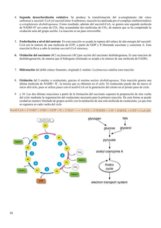 33
4. Segunda descarboxilación oxidativa. Se produce la transformación del α-cetoglutarato (de cinco
carbonos) a succinil- CoA (el succinil tiene 4 carbonos), reacción la catalizada por el complejo multienzimático
α-cetoglutarato deshidrogenasa. Como resultado, además del succinil-CoA, se genera una segunda molécula
de NADH+H+
así como de CO2. Hay acumuladas dos moléculas de CO2, de manera que se ha completado la
oxidación neta del grupo acetilo. La reacción es un paso irreversible.
5. Fosforilación a nivel del sustrato. En esta reacción se acopla la ruptura del enlace de alta energía del succinil-
CoA con la síntesis de una molécula de GTP, a partir de GDP y Pi liberando succinato y coenzima A. Esta
reacción la lleva a cabo la enzima succinil-CoA sintetasa.
6. Oxidación del succinato (4C) en fumarato (4C) por acción del succinato deshidrogenasa. Es una reaccion de
deshidrogenación, de manera que el hidrogeno eliminado se acopla a la síntesis de una molécula de FADH2.
7. Hidratación del doble enlace fumarato, originado L-malato. La fumarasa cataliza esta reacción.
8. Oxidación del L-malato a oxalacetato, gracias al enzima malato deshidrogenasa. Esta reacción genera una
última molécula de NADH+ H+
, la tercera que se obtienen en el ciclo. El oxalacetato puede dar de nuevo al
inicio del ciclo, pues se utiliza junco con el acetil-CoA en la generación del citrato en el primer paso de ciclo.
9 y 10. Las dos últimas reacciones a partir de la formación del succinato suponen la preparación de otra vuelta
del ciclo mediante la regeneración del oxalacetato necesaria para la primera reacción. De esta forma se puede
oxidad un numero ilimitado de grupos acetilo con la mediación de una sola molécula de oxalacetato, ya que ésta
se regenera en cada vuelta del ciclo
 