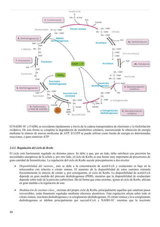 34
El NADH+H+
y FADH2 se reoxidaran rápidamente a través de la cadena transportadora de electrones y la fosforilación
oxidativa. De esta forma se completa la degradación de metabolitos celulares, maximizando la obtención de energía
mediante la síntesis de nuevas moléculas de ATP. El GTP se puede utilizar como fuente de energía en determinadas
reacciones, o para sintetizar ATP.
2.4.1. Regulación del ciclo de Krebs
El ciclo está fuertemente regulado en distintos pasos. Se debe a que, por un lado, debe satisfacer con precisión las
necesidades energéticas de la célula y, por otro lado, el ciclo de Krebs es una fuente muy importante de precursores de
gran cantidad de biomoléculas. La regulación del ciclo de Krebs sucede principalmente a dos niveles:
• Disponibilidad del sustrato_ esto se debe a la concentración de acetil-CoA y oxalacetato es baja en la
mitocondria con relación a citrato sintasa. El aumento de la disponibilidad de estos sustratos estimula
frecuentemente la síntesis de citrato y, por consiguiente, el ciclo de Krebs. La disponibilidad de acetil-CoA
depende en gran medida del piruvato deshidrogenasa (PDH), mientras que la disponibilidad de oxalacetato
depende sobre todo de la piruvato carboxilasa. De tal forma que estas enzimas, ajenas al ciclo de Krebs, afectan
en gran medida a la regulación de este.
• Modulación de enzimas clave_ enzimas del propio ciclo de Krebs, principalmente aquellas que catalizan pasos
irreversibles, están finamente reguladas mediante efectores alostéricos. Esta regulación afecta sobre todo al
citrato sintasa, isocitrato deshidrogenasa y α-cetoglutarato deshidrogenasa. El citrato sintasa y la α-cetoglutarato
deshidrogenasa se inhiben principalmente por succinil-CoA y NADH+H+,
mientras que la isocitrato
 
