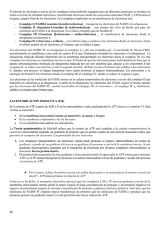 36
El tránsito de electrones a través de los complejos mitocondriales (agrupaciones de diferentes proteínas) se produce en
orden creciente de afinidad electrónica, transfiriendo electrones desde las coenzimas reducidas (NAD+
y FAD) hasta el
oxígeno, aceptor final de los electrones. Los complejos implicados en la transferencia de electrones son:
- Complejo I (NADH-Coenzima Q-oxidorreductasa) _ transporta los electrones del NADH a la ubiquinona.
- Complejo II (Succinato-Coenzima Q oxidorreductasa) _ una enzima del ciclo de Krebs que pasa los
electrones del FADH2 a la ubiquinona. Es el único complejo que no bombea H+
.
- Complejo III (Coenzima Q-citocromo c oxidorreductasa) _ la transferencia de electrones desde la
ubiquinona al citocromo c.
- Complejo IV (citocromo c oxidasa) _ es la última etapa y conduce a los electrones desde el citocromo c hasta
el ultimo aceptor de los electrones, el oxígeno, que se reduce a agua.
Los electrones del NADH+H+
se transportan al complejo I, y allí son aceptados por el nucleótido de flavina FMN;
posteriormente se transfieren a una serie de centros Fe-S que, finalmente trasladan los electrones a la ubiquinona. La
ubiquinona reducida difunde libremente por la membrana transportando los electrones hasta el complejo III. En este
complejo los electrones se transfieren de uno en uno. El hecho de que los electrones pasen individualmente hace que se
genere ubisemiquinona (molécula de ubiquinona reducida por un solo electrón) que, gracias a los citocromos b del
complejo II, se reduce nuevamente y cede el segundo electrón. Al final, los dos electrones son cedidos a dos citocromos
C: durante este proceso se logran transportar otros cuatro protones al espacio intermembrana. Los citocromos c se
encargan de transferir los electrones desde el complejo III al complejo IV, donde se reduce el oxígeno a agua.
Los electrones de las moléculas de FADH2 entran en la cadena trasportadora de electrones a través del complejo II que
transfiere los electrones a la ubiquinona. A partir de la ubiquinona, los electrones del FADH2 siguen el mismo camino
que los electrones del NADH+H+
, siendo transferidos al complejo III, al citocromo c, al complejo IV y, finalmente,
cedidos al oxígeno para formar agua.
2.6.FOSFORILACION OXIDATIVA (254)
Es la síntesis de ATP a partir de ADP y Pi en las mitocondrias y está catalizada por la ATP sintasa (o complejo V). Esta
enzima se encuentra:
• En la membrana mitocondrial interna de mamíferos, levaduras y hongos
• En la membrana citoplasmática de las bacterias
• En la membrana tilacoidal de los cloroplastos
La Teoría quimiosmótica de Mitchell infiere que la síntesis de ATP está acoplada a la cadena transportadora de
electrones mitocondrial mediante un gradiente de protones que se genera a partir de una seria de reacciones redox que
permiten el transporte de electrones. Los postulados de esta teoría son:
1. Los complejos transportadores de electrones logran pasar protones al espacio intermembrana en contra de
gradiente, creando así un gradiente eléctrico y un gradiente de protones a través de la membrana interna. A este
gradiente electroquímico generado por el transporte de electrones por diversos complejos mitocondriales se
denomina fuerza protón-motriz.
2. El potencial electroquímico de este gradiente o fuerza protón motriz lo aprovecha la ATP sintasa para sintetizar
ATP. La ATP sintasa transporta los protones a la matriz mitocondrial a favor de gradiente y acopla este proceso
a la síntesis de ATP.
Por lo tanto, el flujo electrónico provoca la salida de protones y su reentrada en el interior a través de
una H+-ATPsintasa produce la síntesis de ATP
Como ya se ha dicho, el transporte electrónico provoca que los complejos I, III y IV muevan protones a través de la
membrana mitocondrial interna desde la matriz (región de baja concentración de protones y de potencial negativo) al
espacio intermembrana (región de elevada concentración de protones y potencia eléctrico positivo). Esto hace que las
moléculas de NADH+H+
originen mayor transferencia de protones que las moléculas de FADH2, y produce que las
primeras generen un gradiente mayor, lo cual permitirá una mayor síntesis de ATP.
 