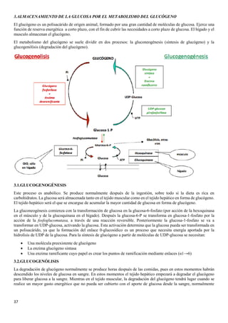 37
3.ALMACENAMIENTO DE LA GLUCOSA POR EL METABOLISMO DEL GLUCÓGENO
El glucógeno es un polisacárido de origen animal, formado por una gran cantidad de moléculas de glucosa. Ejerce una
función de reserva energética a corto plazo, con el fin de cubrir las necesidades a corto plazo de glucosa. El hígado y el
musculo almacenan el glucógeno.
El metabolismo del glucógeno se suele dividir en dos procesos: la gluconeogénesis (síntesis de glucógeno) y la
glucogenólisis (degradación del glucógeno).
3.1.GLUCOGENOGÉNESIS
Este proceso es anabólico. Se produce normalmente después de la ingestión, sobre todo si la dieta es rica en
carbohidratos. La glucosa será almacenada tanto en el tejido muscular como en el tejido hepático en forma de glucógeno.
El tejido hepático será el que se encargue de acumular la mayor cantidad de glucosa en forma de glucógeno.
La gluconeogénesis comienza con la transformación de glucosa en la glucosa-6-fosfato (por acción de la hexoquinasa
en el músculo y de la glucoquinasa en el hígado). Después la glucosa-6-P se transforma en glucosa-1-fosfato por la
acción de la fosfoglucomutasa, a través de una reacción reversible. Posteriormente la glucosa-1-fosfato se va a
transformar en UDP-glucosa, activando la glucosa. Esta activación determina que la glucosa pueda ser transformada en
un polisacárido, ya que la formación del enlace 0-glucosídico es un proceso que necesita energía aportada por la
hidrolisis de UDP de la glucosa. Para la síntesis de glucógeno a partir de moléculas de UDP-glucosa se necesitan:
• Una molécula preexistente de glucógeno
• La enzima glucógeno sintasa
• Una enzima ramificante cuyo papel es crear los puntos de ramificación mediante enlaces (α1→6)
3.2.GLUCOGENÓLISIS
La degradación de glucógeno normalmente se produce horas después de las comidas, pues en estos momentos habrán
descendido los niveles de glucosa en sangre. En estos momentos el tejido hepático empezará a degradar el glucógeno
para liberar glucosa a la sangre. Mientras en el tejido muscular, la degradación del glucógeno tendrá lugar cuando se
realice un mayor gasto energético que no pueda ser cubierto con el aporte de glucosa desde la sangre, normalmente
 