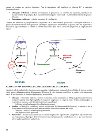 38
cuando se produce un ejercicio inmensos. Para la degradación del glucógeno en glucosa 1-P se necesitan
fundamentalmente :
• Glucógeno fosforilasa→ elimina las moléculas de glucosa de los extremos no reductores, recortando las
cadenas lineales de glucógeno. Esta enzima también rompe los enlaces (α1→4), liberando moléculas de glucosa-
1-fosfato.
• Enzima desramificante→ elimina los puntos de ramificación.
Después por acción de la fosfoglucomutasa, la glucosa-1-P se transforma en glucosa-6-P. En el tejido muscular, la
glucosa-6-fosfato se oxidará en la glucolisis. En el tejido hepático será transformada en glucosa libre por la glucosa-6-
6-fosfatasa, y posteriormente se liberará al torrente circulatorio para elevar los niveles de glucosa en sangre en otros
tejidos-
3.3.REGULACIÓN HORMONAL DEL METABOLISMO DEL GLUCÓGENO
La síntesis y la degradación del glucógeno están reguladas cuidadosamente para que la disponibilidad de glucosa permite
cubrir las necesidades energéticas del organismo. El control de estos procesos metabólicos se produce principalmente a
través de tres hormonas: la insulina, el glucagón y la adrenalina.
• Glucagón→ Naturaleza peptídica y síntesis en páncreas. Actúa únicamente en el hígado, puesto que el músculo
no tiene receptores para el glucagón Se libera cuando la [glucosa] en sangre es baja y desencadena rutas para la
obtención de energía a partir de materia de reserva, por lo que:
- En hígado activa la glucogenólisis y la gluconeogénesis
• Insulina → Naturaleza peptídica y síntesis en páncreas. Se libera cuando la [glucosa] en sangre es alta y
desencadena rutas biosintéticas para poder almacenar material de reserva, por lo que
- En hígado y músculo activa la glucogenogénesis.
- En el hígado activa la glucólisis.
• Adrenalina→ Es una catecolamina que se sintetiza en glándulas suprarrenales y se produce rápidamente ante
una respuesta de peligro para dotar al organismo de energía necesaria para la huida por lo que en el músculo
activa la glucogenólisis y la glucólisis.
 