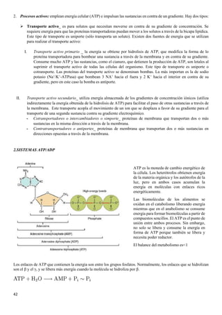 42
2. Procesos activos: emplean energía celular (ATP) e impulsan las sustancias en contra de un gradiente. Hay dos tipos:
➢ Transporte activo_ es para solutos que necesitan moverse en contra de su gradiente de concentración. Se
requiere energía para que las proteínas transportadoras puedan mover a los solutos a través de la bicapa lipídica.
Este tipo de transporte es uniporte (sólo transporta un soluto). Existen dos fuentes de energía que se utilizan
para realizar el transporte activo:
I. Transporte activo primario _ la energía se obtiene por hidrolisis de ATP, que modifica la forma de lo
proteína transportadora para bombear una sustancia a través de la membrana y en contra de su gradiente.
Consume mucho ATP y las sustancias, como el cianuro, que detienen la producción de ATP, son letales al
suprimir el transporte activo de todas las células del organismo. Este tipo de transporte es uniporte o
cotransporte. Las proteínas del transporte activo se denominan bombas. La más importan es la de sodio
potasio (Na+
/K+
-ATPasa) que bombean 3 NA+
hacia el fuera y 2 K+
hacia el interior en contra de su
gradiente, pero en este caso la bomba es antiporte.
II. Transporte activo secundario_ utiliza energía almacenada de los gradientes de concentración iónicos (utiliza
indirectamente la energía obtenida de la hidrolisis de ATP) para facilitar el paso de otras sustancias a través de
la membrana. Este transporte acopla el movimiento de un ion que se desplaza a favor de su gradiente para el
transporte de una segunda sustancia contra su gradiente electroquímico.
- Cotransportadores o intercambiadores o simporte_ proteínas de membrana que transportan dos o más
sustancias en la misma dirección a través de la membrana.
- Contratransportadores o antiportes_ proteínas de membrana que transportan dos o más sustancias en
direcciones opuestas a través de la membrana.
2.SISTEMAS ATP/ADP
Los enlaces de ATP que contienen la energía son entre los grupos fosfatos. Normalmente, los enlaces que se hidrolizan
son el β y el γ, y se libera más energía cuando la molécula se hidroliza por β.
ATP es la moneda de cambio energético de
la célula. Los heterótrofos obtienen energía
de la materia orgánica y los autótrofos de la
luz, pero en ambos casos acumulan la
energía en moléculas con enlaces ricos
energéticamente.
Las biomoléculas de los alimentos se
oxidan en el catabolismo liberando energía
mientras que en el anabolismo se consume
energía para formar biomoléculas a partir de
compuestos sencillos. El ATP es el punto de
unión entre ambos procesos. Sin embargo,
no solo se libera y consume la energía en
forma de ATP porque también se libera y
necesita poder reductor.
El balance del metabolismo es<1
 