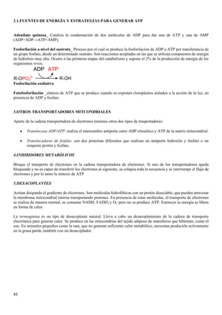 43
2.1.FUENTES DE ENERGÍA Y ESTRATEGIAS PARA GENERAR ATP
Adenilato quinasa_ Cataliza la condensación de dos moléculas de ADP para dar una de ATP y una de AMP
(ADP+ADP→ATP+AMP).
Fosforilación a nivel del sustrato_ Proceso por el cual se produce la fosforilación de ADP a ATP por transferencia de
un grupo fosfato, desde un determinado sustrato. Son reacciones acopladas en las que se utilizan compuestos de energía
de hidrolisis muy alta. Ocurre n las primeras etapas del catabolismo y supone el 2% de la producción de energía de los
organismos vivos.
Fosforilación oxidativa
Fotofosforilación _síntesis de ATP que se produce cuando se exponen cloroplastos aislados a la acción de la luz, en
presencia de ADP y fosfato.
3.OTROS TRANSPORTADORES MITCONDRIALES
Aparte de la cadena transportadora de electrones tenemos otros dos tipos de trasportadores:
• Translocasa ADP/ATP: realiza el intercambio antiporte entre ADP citosólico y ATP de la matriz mitocondrial.
• Translocadores de fosfato: son dos proteínas diferentes que realizan un antiporte hidroxilo y fosfato o un
simporte protón y fosfato.
4.INHIBIDORES METABÓLICOS
Bloque el transporte de electrones en la cadena transportadora de electrones. Si uno de los transportadores queda
bloqueado y no es capaz de transferir los electrones al siguiente, se colapsa toda la secuencia y se interrumpe el flujo de
electrones y por lo tanto la síntesis de ATP
5.DESACOPLANTES
Actúan disipando el gradiente de electrones. Son moléculas hidrofóbicas con un protón disociable, que pueden atravesar
la membrana mitocondrial interna transportando protones. En presencia de estas moléculas, el transporte de electrones
se realiza de manera normal, se consume NADH, FADH2 y O2, pero no se produce ATP. Entonces la energía se libera
en forma de calor.
La termoginina es un tipo de desacoplante natural. Lleva a cabo un desacoplamiento de la cadena de transporte
electrónica para generar calor. Se produce en las mitocondrias del tejido adiposo de mamíferos que hibernan, como el
oso. En animales pequeños como la rata, que no generan suficiente calor metabólico, necesitan producirlo activamente
en la grasa parda, también con un desacoplador.
 