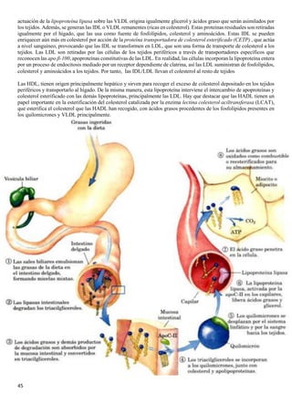 45
actuación de la lipoproteína lipasa sobre las VLDL origina igualmente glicerol y ácidos graso que serán asimilados por
los tejidos. Además, se generan las IDL o VLDL remanentes (ricas en colesterol). Estas proteínas residuales son retiradas
igualmente por el hígado, que las usa como fuente de fosfolípidos, colesterol y aminoácidos. Estas IDL se pueden
enriquecer aún más en colesterol por acción de la proteína transportadora de colesterol esterificado (CETP) , que actúa
a nivel sanguíneo, provocando que las IDL se transformen en LDL, que son una forma de transporte de colesterol a los
tejidos. Las LDL son retiradas por las células de los tejidos periféricos a través de transportadores específicos que
reconocen las apo β-100, apoproteínas constitutivas de las LDL. En realidad, las células incorporan la lipoproteína entera
por un proceso de endocitosis mediado por un receptor dependiente de clatrina, así las LDL suministran de fosfolípidos,
colesterol y aminoácidos a los tejidos. Por tanto, las IDL/LDL llevan el colesterol al resto de tejidos
Las HDL, tienen origen principalmente hepático y sirven para recoger el exceso de colesterol depositado en los tejidos
periféricos y transportarlo al hígado. De la misma manera, esta lipoproteína interviene el intercambio de apoproteínas y
colesterol esterificado con las demás lipoproteínas, principalmente las LDL. Hay que destacar que las HADL tienen un
papel importante en la esterificación del colesterol catalizada por la enzima lectina colesterol aciltransferasa (LCAT),
que esterifica el colesterol que las HADL han recogido, con ácidos grasos procedentes de los fosfolípidos presentes en
los quilomicrones y VLDL principalmente.
 