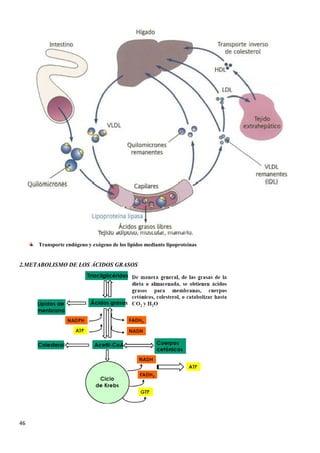 46
Transporte endógeno y exógeno de los lípidos mediante lipoproteínas
2.METABOLISMO DE LOS ÁCIDOS GRASOS
 