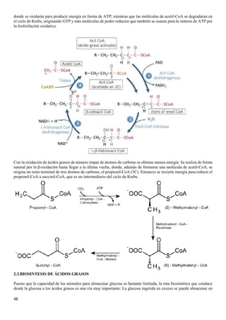 48
donde se oxidarán para producir energía en forma de ATP; mientras que las moléculas de acetil-CoA se degradaran en
el ciclo de Krebs, originando GTP y más moléculas de poder reductor que también se usaran para la síntesis de ATP por
la fosforilación oxidativa.
Con la oxidación de ácidos grasos de número impar de átomos de carbono se obtiene menos energía. Se realiza de forma
natural por la β-oxidación hasta llegar a la última vuelta, donde, además de formarse una molécula de acetil-CoA, se
origina un resto terminal de tres átomos de carbono, el propionil-CoA (3C). Entonces se invierte energía para reducir el
propionil-CoA a succinil-CoA, que es un intermediario del ciclo de Krebs.
2.3.BIOSINTESIS DE ÁCIDOS GRASOS
Puesto que la capacidad de los animales para almacenar glucosa es bastante limitada, la ruta biosintética que conduce
desde la glucosa a los ácidos grasos es una vía muy importante. La glucosa ingerida en exceso se puede almacenar en
 