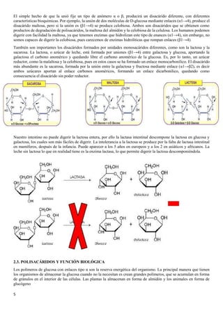 5
El simple hecho de que la unió fije un tipo de anómero α o β, producirá un disacárido diferente, con diferentes
características bioquímicas. Por ejemplo, la unión de dos moléculas de D-glucosa mediante enlaces (α1→4), produce el
disacárido maltosa, pero si la unión es (β1→4) se produce celobiosa. Ambos son disacáridos que se obtienen como
productos de degradación de polisacáridos, la maltosa del almidón y la celobiosa de la celulosa. Los humanos podemos
digerir con facilidad la maltosa, ya que tenemos enzimas que hidrolizan este tipo de enances (α1→4), sin embargo, no
somos capaces de digerir la celobiosa, pues carecemos de enzimas hidrolíticas que rompan enlaces (β1→4).
También son importantes los disacáridos formados por unidades monosacáridos diferentes, como son la lactosa y la
sacarosa. La lactosa, o azúcar de leche, está formada por uniones (β1→4) entre galactosa y glucosa, aportando la
galactosa el carbono anomérico y quedando libre el carbono anomérico de la glucosa. Es, por lo tanto, un azúcar
reductor, como la malaltosa y la celobiosa, pues en estos casos se ha formado un enlace monocarbonílico. El disacárido
más abundante es la sacarosa, formada por la unión entre la galactosa y fructosa mediante enlace (α1→β2), es decir
ambos azúcares aportan al enlace carbonos anoméricos, formando un enlace dicarbonílico, quedando como
consecuencia el disacárido sin poder reductor.
Nuestro intestino no puede digerir la lactosa entera, por ello la lactasa intestinal descompone la lactosa en glucosa y
galactosa, los cuales son más fáciles de digerir. La intolerancia a la lactosa se produce por la falta de lactasa intestinal
en mamíferos, después de la infancia. Puede aparecer a los 5 años en europeos y a los 2 en asiáticos y africanos. La
leche sin lactosa lo que en realidad tiene es la enzima lactasa, lo que permite digerir la lactosa descomponiéndola.
2.3. POLISACÁRIDOS Y FUNCIÓN BIOLÓGICA
Los polímeros de glucosa con enlaces tipo α son la reserva energética del organismo. La principal manera que tienen
los organismos de almacenar la glucosa cuando no la necesitan es crean grandes polímeros, que se acumulan en forma
de gránulos en el interior de las células. Las plantas la almacenan en forma de almidón y los animales en forma de
glucógeno
 