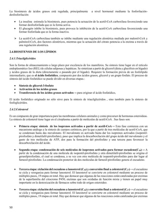 50
La biosíntesis de ácidos grasos está regulada, principalmente a nivel hormonal mediante la fosforilación-
desfosforilación:
• La insulina estimula la biosíntesis, pues potencia la actuación de la acetil-CoA carboxilasa favoreciendo una
formar desfosforilada que es la forma activa.
• El glucagón inhibe la biosíntesis, pues provoca la inhibición de la acetil-CoA carboxilasa favoreciendo una
formar fosforilada que es la forma inactiva.
➢ La acetil-CoA carboxilasa también se inhibe mediante una regulación alostérica mediada por malonil-CoA y
palmitoil-CoA, dos factores alostéricos, mientras que la actuación del citrato potencia a la enzima a través de
una regulación alostérica.
2.4.BIOSITENSIS DE LOS LÍPIDOS
2.4.1.Triacilglicéridos
Son la forma de almacenamiento a largo plazo por excelencia de los mamíferos. Su síntesis tiene lugar en el retículo
endoplasmático liso (REL) de células adiposas y hepáticas. Se sintetizan a partir de glicerol (dieta y glucólisis en hígado)
y ácidos grasos de la dieta (directamente o pasando por el hígado). Requiere la formación previa de un fosfolípido
intermediario, que es el ácido fosfatídico, compuesto por dos ácidos grasos, glicerol y un grupo fosfato. El proceso de
síntesis del ácido fosfatídico se puede dividir en diversas etapas.:
• Síntesis de glicerol-3-fosfato
• Activación de los ácidos grasos
• Transferencia de los ácidos grasos activados→ para originar el ácido fosfatídico,
El ácido fosfatídico originado no sólo sirve para la síntesis de triacilglicéridos , sino también para la síntesis de
fosfoglicéridos.
2.4.2.Colesterol
Es un compuesto de gran importancia para las membranas celulares animales y como precursor de hormonas esteroideas.
La síntesis de colesterol tiene lugar en el citoplasma a partir de moléculas de acetil-CoA . Sus fases son:
• Primera etapa: síntesis de los isoprenos activados a partir de acetil-CoA→ Esta fase comienza con un
mecanismo análogo a la síntesis de cuerpos cetónicos, por la que a partir de tres moléculas de acetil-CoA, que
se condensan hasta das mevalonato. El mevalonato es activado hasta dar los isoprenos activados (isopentil-
pirofosfato y dimetilalil-pirofosfato), paso que implica la descarboxilación del grupo ácido del mevalonato y el
gasto de tres moléculas de ATP, dos para la formación del pirofosfato y una tercera para favorecer la
descarboxilación del ácido.
• Segunda etapa: condensación de seis moléculas de isoprenos activados para formar escualeno(C30)→ A
partir de la condensación de una molécula de isopentil-pirofosfato y otra dimetilalil-pirofosfato se origina el
geranilpirofosfato, el cual se condensa, a su vez con otra molécula de isopentil-pirofosfato para dar lugar al
farnesil-pirofosfato. La condensación posterior de dos moléculas de farnesil-pirofosfato genera el escualeno.
• Tercera etapa: ciclación del escualeno a lanosterol (C30) y conversión final a colesterol (C27)→ el escualeno
se cicla y reorganiza para formar lanosterol. El lanosterol se convierte en colesterol mediante un proceso de
múltiples pasos, 19 etapas en total. Hay que destacar que algunas de las reacciones están catalizadas por enzimas
de la superfamilia del citocromo P450, enzimas que son oxidadas de función mixta y tienen un papel muy
importante en la destoxicación de fármacos sobre todo de origen esteroideo.
• Tercera etapa: ciclación del escualeno a lanosterol (C30) y conversión final a colesterol (C27)→ el escualeno
se cicla y reorganiza para formar lanosterol. El lanosterol se convierte en colesterol mediante un proceso de
múltiples pasos, 19 etapas en total. Hay que destacar que algunas de las reacciones están catalizadas por enzimas
 