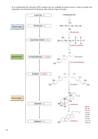 51
de la superfamilia del citocromo P450, enzimas que son oxidadas de función mixta y tienen un papel muy
importante en la destoxicación de fármacos sobre todo de origen esteroideo.
 