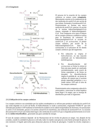 53
2.5.1.Cetogénesis
2.5.2.Utilización de los cuerpos cetónicos
Los cuerpos cetónicos son asimilados por los tejidos extrahepáticos se utilizan para producir moléculas de acetil-CoA
que serán degradas en el ciclo de Krebs. El hidroxibutirato se oxida a acetoacetato, originando NADH+H+
que será
utilizado para producir ATP mediante la fosforilación oxidativa en la cadena trasportadora de electrones. El acetoacetato
se unirá a CoA formando, gracias a la enzima cetoacil-CoA transferasa, una molécula de acetoacetil-CoA. La escisión
del acetoacetil-CoA por una tiolasa dará lugar a dos moléculas de acetil-CoA que se degradan posteriormente en el ciclo
de los ácidos tricarboxílicos , generando una gran cantidad de energía.
El usos de cuerpos cetónicos depende de las fluctuaciones de los niveles de glucosa en sangre. Así, después de las
comidas, cuando la cantidad de glucosa es elevada, todos los tejidos usan glucosa como fuente principal de glucosa. En
este momento el hígado aprovecha para almacenar glucosa en forma de glucógeno. Cuando los niveles empiezan a
El proceso de la creación de los cuerpos
cetónicos se conoce como cetogénesis.
Básicamente consiste en la condensación de
dos moléculas de acetil-CoA por acción de
una tiolasa, formando el acetatoacetil-CoA.
Posteriormente se fusiona una nueva
molécula de acetil-CoA, gracias a la acción
de la enzima hidroximetilglutaril-CoA
sintasa, originado el hidroximetilglutaril-
CoA . Este compuesto sirve para al síntesis
de los cuerpos cetónicos y también se utiliza
para la biosíntesis de colesterol. El
hidroximetilglutaril-CoA se esciente en
acetil-CoA y en acetoacetato, el primer
cuerpo cetónico, por acción de la
hidroximetilglutaril-CoA liasa. El
acetoacetato es el precursor de los demás
cuerpos cetónicos que del organismo.
• Por reducción se origina el
hidroxibutirato, en una reacción
catalizada por la hidroxibutirato
deshidrogenasa.
• Por descarboxilación del
acetoacetato se forma la cetona (si
bien este paso puede ser catalizado
enzimáticamente, suele ocurrir de
forma espontánea y de forma no
deseada). La descarboxilación
implica la pérdida de un átomo de
carbono, de manera que el acetona
pierde capacidad energética y va a
rendir menos ATP que el resto de
los cuerpos cetónicos.
Posteriormente estos compuestos salen de la
mitocondria y atraviesan la célula hepática
hasta llegar a la sangre, que se encarga de
distribuirlos por todo el organismo.
 