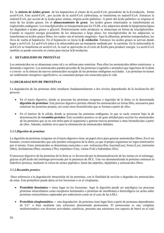 55
En la síntesis de ácidos grasos de los hepatocitos el citrato de la acetil-CoA, procedente de la β-oxidación, forma
acetil-CoA. Este acetil-CoA , por acción de la acetil-CoA carboxilasa, se transforma en malonil-CoA. Entonces la
malonil-CoA, por acción de la ácido graso sintasa, origina acido palmítico. A partir del ácido palmítico se originan el
resto de los ácidos grasos. En el almacenamiento de grasa los ácidos grasos sintetizados se transformarán en
triglicéridos endógenos. Los triacilglicéridos se transportarán por los VLDL a los adipocitos donde la lipoproteína lipasa
los degradará a ácidos grasos y glicerol. Posteriormente estos productos se almacenan en forma de triacilglicéridos.
Cuando se requiere energía procedente de los almacenes a largo plazo, los triacilglicéridos de los adipocitos se
transforman en ácidos grasos libres, los cuales van al torrente sanguíneo. Aquí la albumina, proteína transportadora, los
lleva de vuelta al hepatocito. En el hepatocito se inicia la β- oxidación. Entonces los ácidos grasos se activan dando
lugar a acil-CoA. La acil-CoA entra a la mitocondria por un transporte mediado por la carnitina. En la mitocondria la
acil-CoA se transforma en acetil-CoA, la cual se aprovecha en el ciclo de Krebs para producir energía. La acetil-CoA
también se puede convertir en citrato para iniciar la β-oxidación.
3. METABOLISMO DE PROTEÍNAS
Los aminoácidos no se almacenan como tal y se utilizan para sintetizar. Para ellos los aminoácidos deben sintetizarse a
demanda o ingerirse. Los aminoácidos pueden proceder de las proteínas (vegetales o animales) que ingerimos de la dieta
o a través se la síntesis de nuevos aminoácidos recogido de las proteínas endógenas recicladas. Las proteínas no tienen
un rendimiento energético significativo, se consumen porque son esenciales para la vida.
3.1.DEGRADACION DE PROTEÍNAS
La degradación de las proteínas debe estudiarse fundamentalmente a dos niveles dependiendo de la localización del
proceso:
• En el tracto digestivo, donde se procesan las proteínas exógenas o ingeridas de la dieta; es la denominada
digestión de proteínas. Este proceso digestivo permite obtener los aminoácidos en forma libre, necesarios para
sintetizar las proteínas propias, así como otras biomoléculas que se forman a partir de ellos.
• En el interior de la célula, donde se procesan las proteínas endógenas, lo que se suele conocer bajo la de
denominación de recambio proteico. Este recambio proteico es de gran utilidad para reciclar los aminoácidos
de las proteínas que ya no son útiles para el organismo y generar nuevas proteínas u otras biomoléculas a partir
de ellos. Además, también sirve para la eliminación de aminoácidos dañados.
3.1.1.Digestión de proteínas
La digestión de proteínas exógenas en el tracto digestivo tiene un papel clave para generar aminoácidos libres, En el ser
humano, existen aminoácidos que solo pueden conseguirse de la dieta, ya que el propio organismo no logra sintetizarlos
por sí mismo. Estos aminoácidos se denominan esenciales y son: isoleucina (Ilu), leucina(Leu), lisina (Lys), metionina
(Met), fenilalanina (Phe), treonina (Thr), triptófano (Trp), valina (Val) e hidistidina (His).
El procesos digestivo de las proteínas de la dieta se ve favorecido por la desnaturalización de las mimas en el estómago,
gracias al pH ácido del estómago provocado por la presencia de HCL. Una vez desnaturalizada la proteína comienza la
hidrolisis proteica, mediante la rotura de enlace peptídico, hasta dar péptidos, dipéptidos y aminoácidos libres.
3.1.2.Recambio proteico
Hace referencia a la degradación intracelular de las proteínas, con la finalidad de reciclar o degradas los aminoácidos
de estas. Esta proteólisis puede darse en los lisosomas o en el citoplasma.
• Proteólisis lisosómica→ tiene lugar en los lisosomas. Aquí la digestión puede ser autofágica (se procesan
proteínas intracelulares como receptores hormonales o proteínas de membrana) o heterofágica (se actúa sobre
proteínas extracelulares capturadas por endocitosis como en el caso de las LDL).
• Proteólisis citoplasmática→ esta degradación de proteínas tiene lugar bien a partir de proteasas dependientes
de Ca2+
o bien mediante una estructura denominada proteosoma. El proteosoma es una complejo
multienzimático con diversas actividades catalíticas; presenta una estructura con aspecto de barril en el cual
 