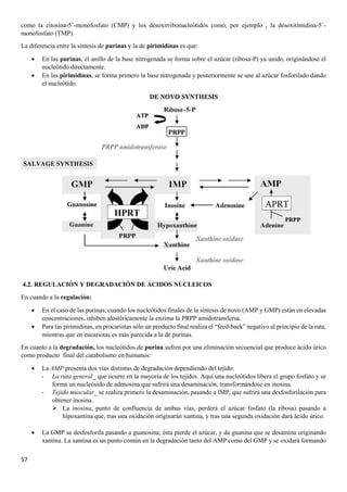 57
como la citosina-5’-monofosfato (CMP) y los desoxirribonucleótidos como, por ejemplo , la desoxitimidina-5´-
monofosfato (TMP).
La diferencia entre la síntesis de purinas y la de pirimidinas es que:
• En las purinas, el anillo de la base nitrogenada se forma sobre el azúcar (ribosa-P) ya unido, originándose el
nucleótido directamente.
• En las pirimidinas, se forma primero la base nitrogenada y posteriormente se une al azúcar fosforilado dando
el nucleótido.
4.2. REGULACIÓN Y DEGRADACIÓN DE ÁCIDOS NUCLEICOS
En cuando a la regulación:
• En el caso de las purinas, cuando los nucleótidos finales de la síntesis de novo (AMP y GMP) están en elevadas
concentraciones, inhiben alostéricamente la enzima la PRPP amidotransfersa.
• Para las pirimidinas, en procariotas sólo un producto final realiza el “feed-back” negativo al principio de la ruta,
mientras que en eucariotas es más parecida a la de purinas.
En cuanto a la degradación, los nucleótidos de purina sufren por una eliminación secuencial que produce ácido úrico
como producto final del catabolismo en humanos:
• La AMP presenta dos vías distintas de degradación dependiendo del tejido:
- La ruta general_ que ocurre en la mayoría de los tejidos. Aquí una nucleótidos libera el grupo fosfato y se
forma un nucleósido de adenosina que sufrirá una desaminación, transformándose en inosina.
- Tejido muscular_ se realiza primero la desaminación, pasando a IMP, que sufrirá una desfosforilación para
obtener inosina.
➢ La inosina, punto de confluencia de ambas vías, perderá el azúcar fosfato (la ribosa) pasando a
hipoxantina que, tras una oxidación originarán xantina, y tras una segunda oxidación dará ácido úrico.
• La GMP se desfosforila pasando a guanosina; ésta pierde el azúcar, y da guanina que se desamina originando
xantina. La xantina es un punto común en la degradación tanto del AMP como del GMP y se oxidará formando
 
