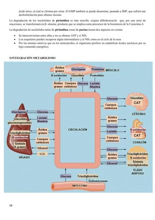 58
ácido úrico, el cual se elimina por orina. El GMP también se puede desaminar, pasando a IMP, que sufrirá una
desfosforilación para obtener inosina.
La degradación de los nucleótidos de pirimidina es más sencilla: origina dilhidrouracilo que, por una serie de
reacciones, se transformará en β- alanina, producto que se emplea como precursor de la biosíntesis de la Coenzima A
La degradación de nucleótidos tanto de pirimidina como de purina tienen dos aspectos en común:
• Se interconvierten entre ellas y no se obtiene ATP y si NH3
• Los esqueletos pueden recuperar algún intermediario y el NH3 entra en el ciclo de la urea
• Por los mismos motivos que en los aminoácidos, el organismo prefiere no catabolizar ácidos nucleicos por su
bajo contenido energético.
5.INTEGRACIÓN METABOLISMO
 