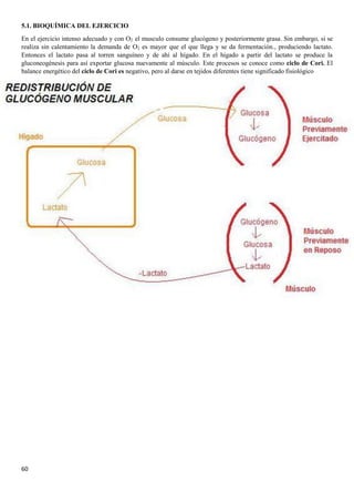 60
5.1. BIOQUÍMICA DEL EJERCICIO
En el ejercicio intenso adecuado y con O2 el musculo consume glucógeno y posteriormente grasa. Sin embargo, si se
realiza sin calentamiento la demanda de O2 es mayor que el que llega y se da fermentación., produciendo lactato.
Entonces el lactato pasa al torren sanguíneo y de ahí al hígado. En el hígado a partir del lactato se produce la
gluconeogénesis para así exportar glucosa nuevamente al músculo. Este procesos se conoce como ciclo de Cori. El
balance energético del ciclo de Cori es negativo, pero al darse en tejidos diferentes tiene significado fisiológico
 