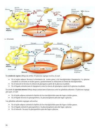 61
En estado de reposo (dibujo de arriba). El páncreas segrega insulina, la cual:
• En el tejido adiposo favorece la biosíntesis de ácidos graso y de triacilglicéridos (lipogénesis). La glucosa
excedente se convierte en ácidos grasos y posteriormente se almacenan en forma de triacilglicéridos.
• En el músculo la favorece la síntesis de glucógeno a partir de la glucosa excedente.
• En el hígado estimula tanto la lipogénesis como la síntesis de glucógeno a partir de la glucosa excedente.
En estado de ejercicio intenso (dibujo abajo) actúan tanto el páncreas como las glándulas adrenales. El páncreas segrega
glucagón, el cual:
• En el tejido adiposo estimula la lipolisis de los triacilglicéridos para dar lugar a ácidos grasos.
• En el hígado favorece la glucogenólisis y la gluconeogénesis para dar lugar a glucosa.
Las glándulas adrenales segregan adrenalina:
• En el tejido adiposo estimula la lipólisis de los triacilglicéridos para dar lugar a ácidos grasos.
• En el hígado estimula la glucogenólisis y la gluconeogénesis para dar lugar a glucosa.
• En el músculo favorece la glucogenólisis para dar lugar a glucosa.
 