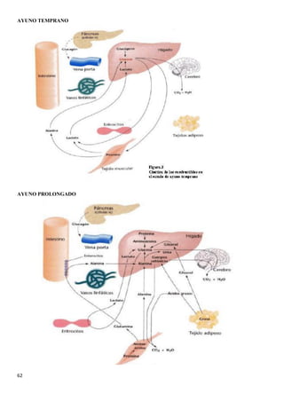 62
AYUNO TEMPRANO
AYUNO PROLONGADO
 
