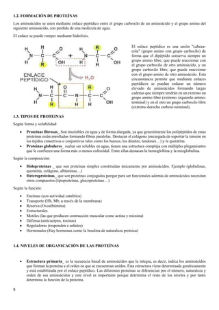9
1.2. FORMACIÓN DE PROTEÍNAS
Los aminoácidos se unen mediante enlace peptídico entre el grupo carboxilo de un aminoácido y el grupo amino del
siguiente aminoácido, con perdida de una molécula de agua.
El enlace se puede romper mediante hidrolisis.
1.3. TIPOS DE PROTEINAS
Según forma y solubilidad:
• Proteínas fibrosas_ Son insolubles en agua y de forma alargada, ya que generalmente los polipéptidos de estas
proteínas están enrollados formando fibras paralelas. Destacan el colágeno (encargada de soportar la tensión en
los tejidos conectivos o conjuntivos tales como los huesos, los dientes, tendones…) y la queratina.
• Proteínas globulares_ suelen ser solubles en agua, tienen una estructura compleja con múltiples plegamientos
que le confieren una forma más o menos esferoidal. Entre ellas destacan la hemoglobina y la mioglobulina.
Según la composición:
• Holoproteínas _ que son proteínas simples constituidas únicamente por aminoácidos. Ejemplo (globulinas,
queratina, colágeno, albúminas…)
• Heteroproteínas_ que son proteínas conjugadas porque para ser funcionales además de aminoácidos necesitan
otros compuestos (lipoproteínas, glucoproteínas…)
Según la función:
• Enzimas (con actividad catalítica)
• Transporte (Hb, Mb, a través de la membrana)
• Reserva (Ovoalbúmina)
• Estructurales
• Motiles (las que producen contracción muscular como actina y miosina)
• Defensa (anticuerpos, toxinas)
• Reguladoras (responden a señales)
• Hormonales (Hay hormonas como la Insulina de naturaleza proteica)
1.4. NIVELES DE ORGANICACIÓN DE LAS PROTEÍNAS
• Estructura primaria_ es la secuencia lineal de aminoácidos que la integra, es decir, indica los aminoácidos
que forman la proteína y el orden en que se encuentran unidos. Esta estructura viene determinada genéticamente
y está estabilizada por el enlace peptídico. Las diferentes proteínas se diferencian por el número, naturaleza y
orden de sus aminoácidos y este nivel es importante porque determina el resto de los niveles y por tanto
determina la función de la proteína.
El enlace peptídico es una unión "cabeza-
cola" (grupo amino con grupo carboxilo) de
forma que el dipéptido conserva siempre un
grupo amino libre, que puede reaccionar con
el grupo carboxilo de otro aminoácido, y un
grupo carboxilo libre, que puede reaccionar
con el grupo amino de otro aminoácido. Esta
circunstancia permite que mediante enlaces
peptídicos se puedan enlazar un número
elevado de aminoácidos formando largas
cadenas que siempre tendrán en un extremo un
grupo amino libre (extremo izquierdo amino-
terminal) y en el otro un grupo carboxilo libre
(extremo derecho carboxi-terminal).
 