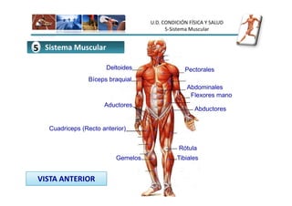 U.D. CONDICIÓN FÍSICA Y SALUD
                                          5-Sistema Muscular


5 Sistema Muscular
                       Deltoides                 Pectorales
                Bíceps braquial
                                                  Abdominales
                                                   Flexores mano
                      Aductores
                                                     Abductores


   Cuadriceps (Recto anterior)


                                               Rótula
                          Gemelos             Tibiales


 VISTA ANTERIOR
 