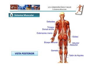 U.D. CONDICIÓN FÍSICA Y SALUD
                                      5-Sistema Muscular


5 Sistema Muscular
                              Deltoides

                               Tríceps
                          Dorsal ancho
                     Extensores mano
                                                                Glúteo

                            Bíceps femoral                   Aductor
                                                           Abductor

                                   Gemelo
   VISTA POSTERIOR
                                                          Talón de Aquiles
 