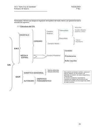 I.E.S. “Santa Cruz de Castañeda”                                                         PSICOLOGÍA
       Profesora: M. Navarro                                                                         1º Bac.
       _____________________________________




       Homeostasis: Término que designa la regulación del equilibrio del medio interno y en general de toda la
       actividad del organismo.

           1.3. Estructura del S.N.                                                                    Neocortex

                                                                               Telencéfalo             Ganglios Basales
                                                         Cerebro                                       Sistema Límbico
                                                         Anterior
               ENCÉFALO
                                                                               Diencéfalo
                                                                                                        Tálamo
                                     CEREBRO                                                            Hipotálamo
                                                           Cerebro Medio

       S.N.C
                                                                                     Cerebelo

                MÉDULA                                   Cerebro Posterior           Protuberancia
                ESPINAL
                                                                                     Bulbo raquídeo

S.N.

                                                           Nervios aferentes
                                                           Nervios eferentes        Este sistema es llamado, también, autónomo".
                     SOMÁTICO-SENSORIAL                                             Está en relación con las vísceras, las
                                                                                    glándulas, el corazón, los vasos sanguíneos y
                                                                                    músculos lisos.
         S.N.P.                                                                     Su función es eferente, transmitiendo
                                          SIMPÁTICO                                 impulsos que regulan las funciones de las
                     AUTÓNOMO             PARASIMPÁTICO                             vísceras de acuerdo con las exigencias vitales
                                                                                    de cada momento.




                                                                                                             20
 