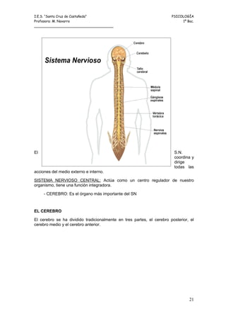 I.E.S. “Santa Cruz de Castañeda”                                       PSICOLOGÍA
Profesora: M. Navarro                                                       1º Bac.
_____________________________________




El                                                                      S.N.
                                                                        coordina y
                                                                        dirige
                                                                        todas las
acciones del medio externo e interno.

SISTEMA NERVIOSO CENTRAL: Actúa como un centro regulador de nuestro
organismo, tiene una función integradora.

     - CEREBRO: Es el órgano más importante del SN



EL CEREBRO

El cerebro se ha dividido tradicionalmente en tres partes, el cerebro posterior, el
cerebro medio y el cerebro anterior.




                                                                                21
 