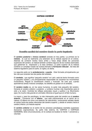 I.E.S. “Santa Cruz de Castañeda”                                          PSICOLOGÍA
Profesora: M. Navarro                                                          1º Bac.
_____________________________________




El cerebro posterior o tronco cerebral consiste en tres partes. La primera es la
médula , la cual es realmente una extensión de la médula espinal en el cráneo.
Además de contener tractos hacia arriba y hacia abajo desde las porciones
superiores del cerebro, la médula también contiene algunos de los núcleos esenciales
que gobiernan la respiración y la tasa cardiaca. La parte superior de la médula
contiene un complejo rosado de núcleos llamado la formación reticular . Se trata del
sistema regulatorio para el sueño, la vigilia y la alerta.

La segunda parte es la protuberancia o puente . Esta formada principalmente por
las vías que conectan las dos partes del cerebelo.

El cerebelo , que significa “pequeño cerebro” en Latín, está de hecho formado como
un pequeño cerebro, y es principalmente responsable de coordinar los movimientos
involuntarios. Regula la coordinación motora y muscular. Se cree que, cuando
aprendemos tareas motoras complejas, los detalles se graban en el cerebelo.

El cerebro medio es, en los seres humanos, la parte más pequeña del cerebro.
Conecta el cerebro anterior y posterior, y contiene muchas vías importantes para el
oído y la visión. Controla los reflejos posturales visual y auditivo ( ej. Movimiento
ojos). Es mucho más grande en animales inferiores al igual que en el feto humano.

La mayor y, para los psicólogos, la más interesante parte del cerebro es el cerebro
anterior . Comienza con el tálamo , que está prácticamente en el centro de tu
cabeza. El tálamo es como una estación de intercambio, conduciendo señales desde
el cuerpo hacia las partes relevantes del cerebro superior, y desde el cerebro hacia el
cerebro inferior y la médula espinal.

El cerebro anterior es el centro de los procesos psicológicos mentales superiores
(funciones cognoscitivas). Su parte más externa, EL CÓRTEX o CORTEZA
CEREBRAL tiene circunvoluciones, en la corteza se localiza la mente = conciencia y
voluntad.



                                                                                    22
 