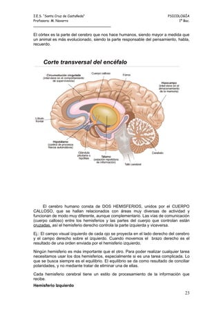 I.E.S. “Santa Cruz de Castañeda”                                          PSICOLOGÍA
Profesora: M. Navarro                                                          1º Bac.
_____________________________________

El córtex es la parte del cerebro que nos hace humanos, siendo mayor a medida que
un animal es más evolucionado, siendo la parte responsable del pensamiento, habla,
recuerdo.




     El cerebro humano consta de DOS HEMISFERIOS, unidos por el CUERPO
CALLOSO, que se hallan relacionados con áreas muy diversas de actividad y
funcionan de modo muy diferente, aunque complementario. Las vías de comunicación
(cuerpo calloso) entre los hemisferios y las partes del cuerpo que controlan están
cruzadas, así el hemisferio derecho controla la parte izquierda y viceversa.

Ej.: El campo visual izquierdo de cada ojo se proyecta en el lado derecho del cerebro
y el campo derecho sobre el izquierdo. Cuando movemos el brazo derecho es el
resultado de una orden enviada por el hemisferio izquierdo.

Ningún hemisferio es más importante que el otro. Para poder realizar cualquier tarea
necesitamos usar los dos hemisferios, especialmente si es una tarea complicada. Lo
que se busca siempre es el equilibrio. El equilibrio se da como resultado de conciliar
polaridades, y no mediante tratar de eliminar una de ellas.

Cada hemisferio cerebral tiene un estilo de procesamiento de la información que
recibe.
Hemisferio Izquierdo
                                                                                   23
 